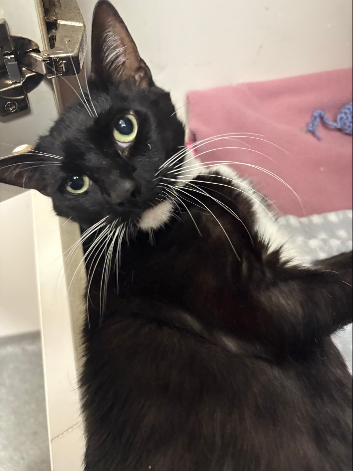 Kingston - Domestic Short Hair cat available for adoption in Sydney
