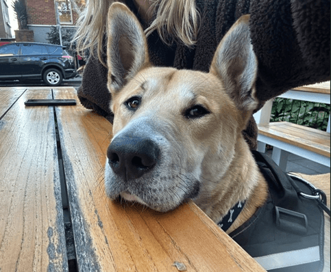 Milo - Bull Mastiff X available for adoption in Sydney