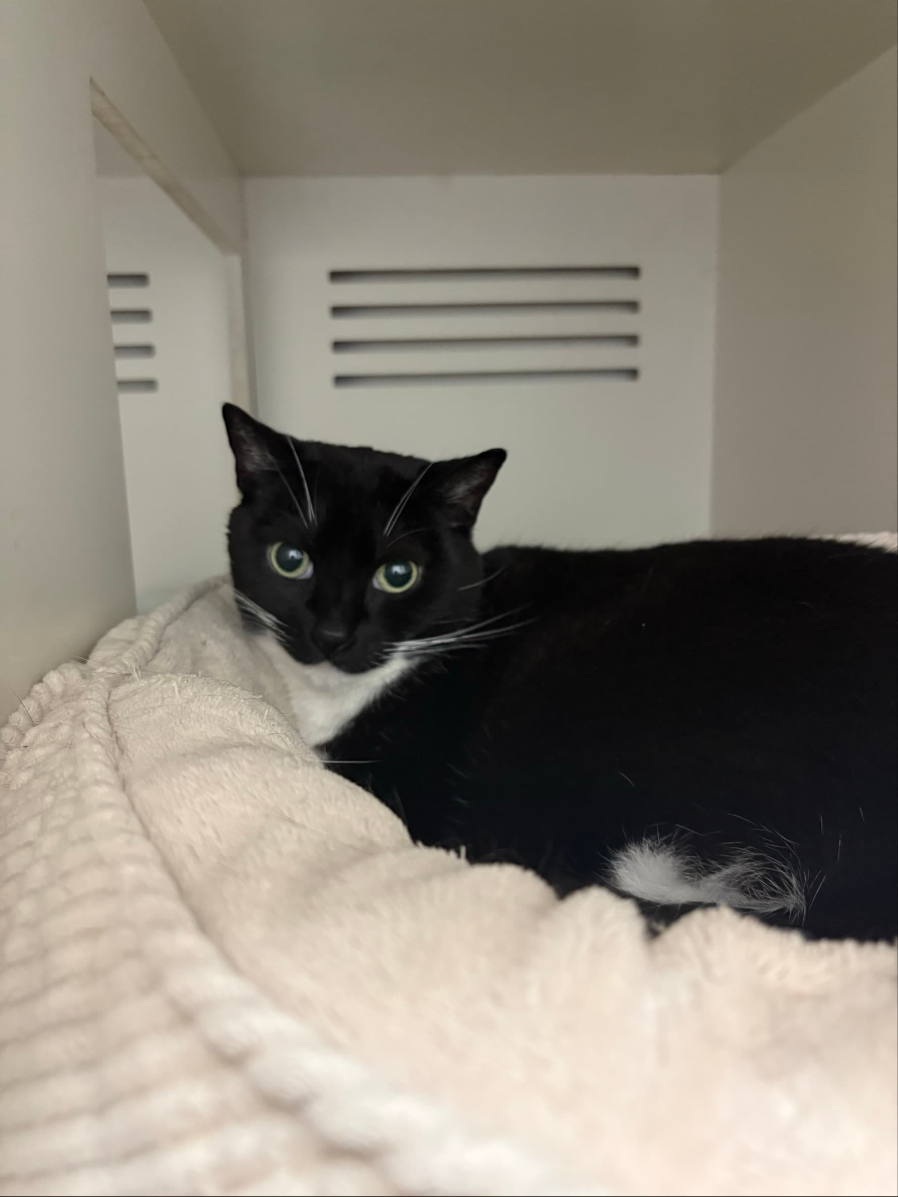 Smokey - Domestic Short Hair cat available for adoption in Sydney