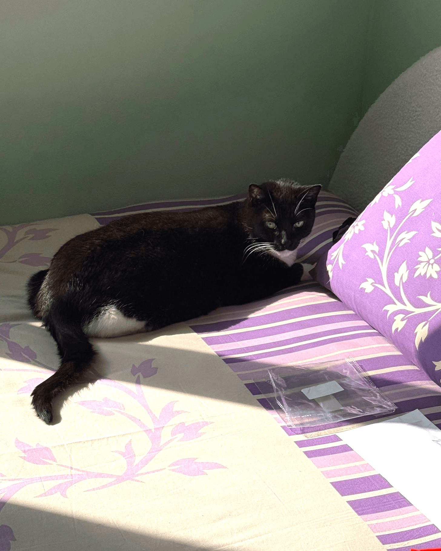 Smokey - Domestic Short Hair cat available for adoption at Sydney Dogs and Cats Home in Sydney