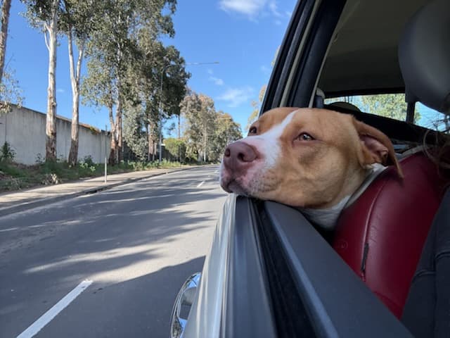 Carlos - American Staffy cross available for adoption in Sydney
