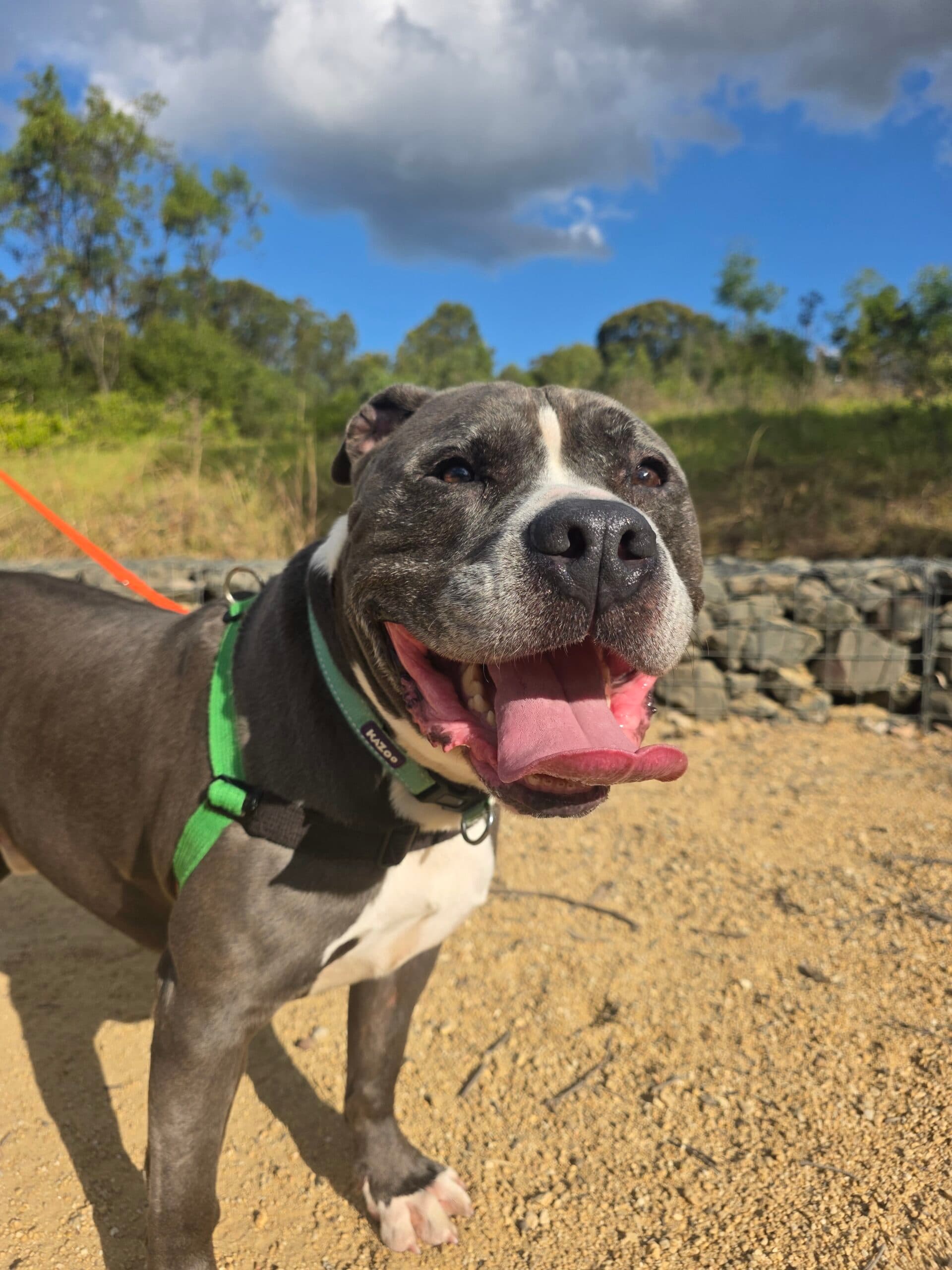 Archie - Staffordshire Terrier available for adoption in Sydney