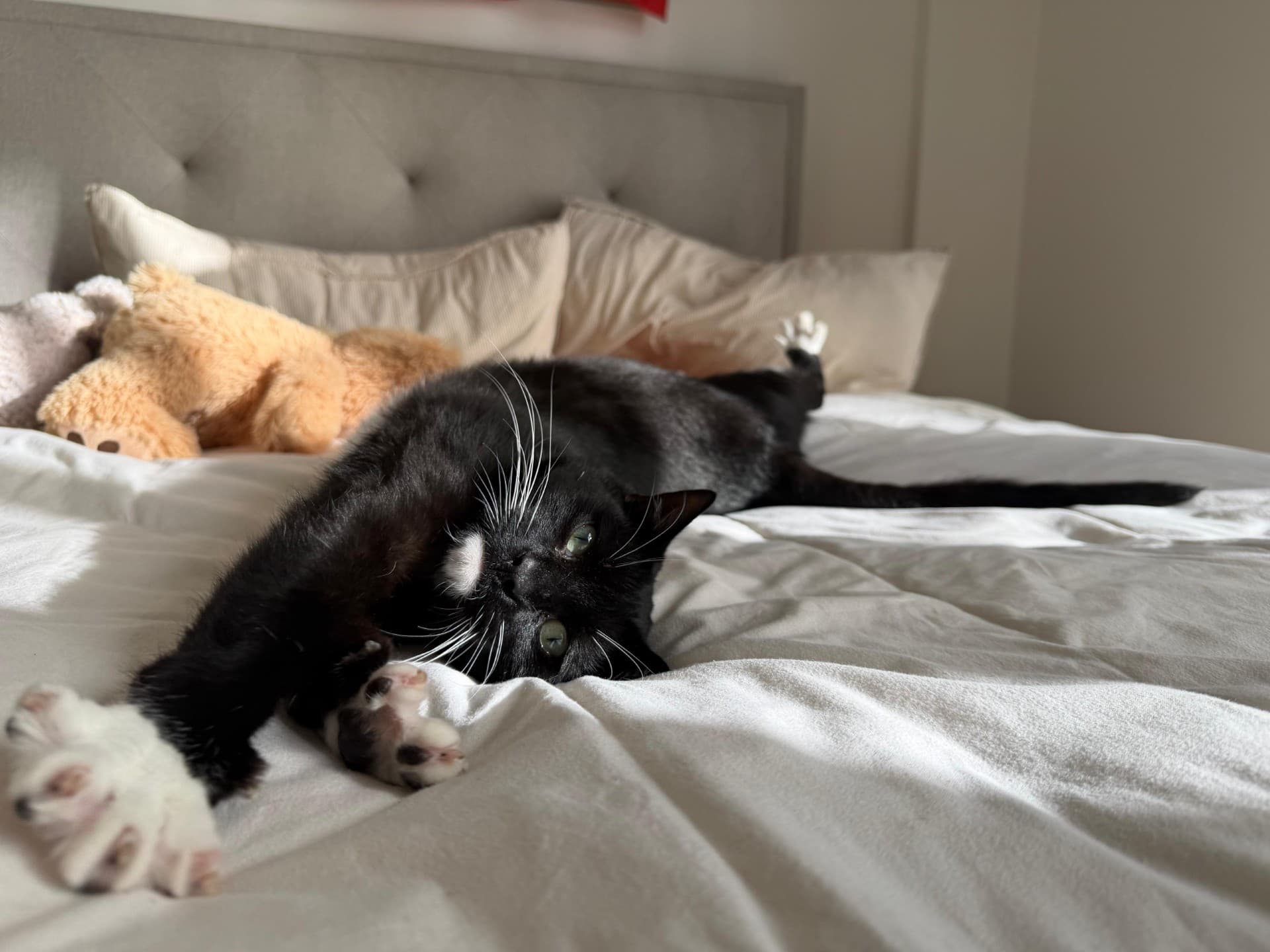 Kingston - Domestic Short Hair cat available for adoption at Sydney Dogs and Cats Home in Sydney