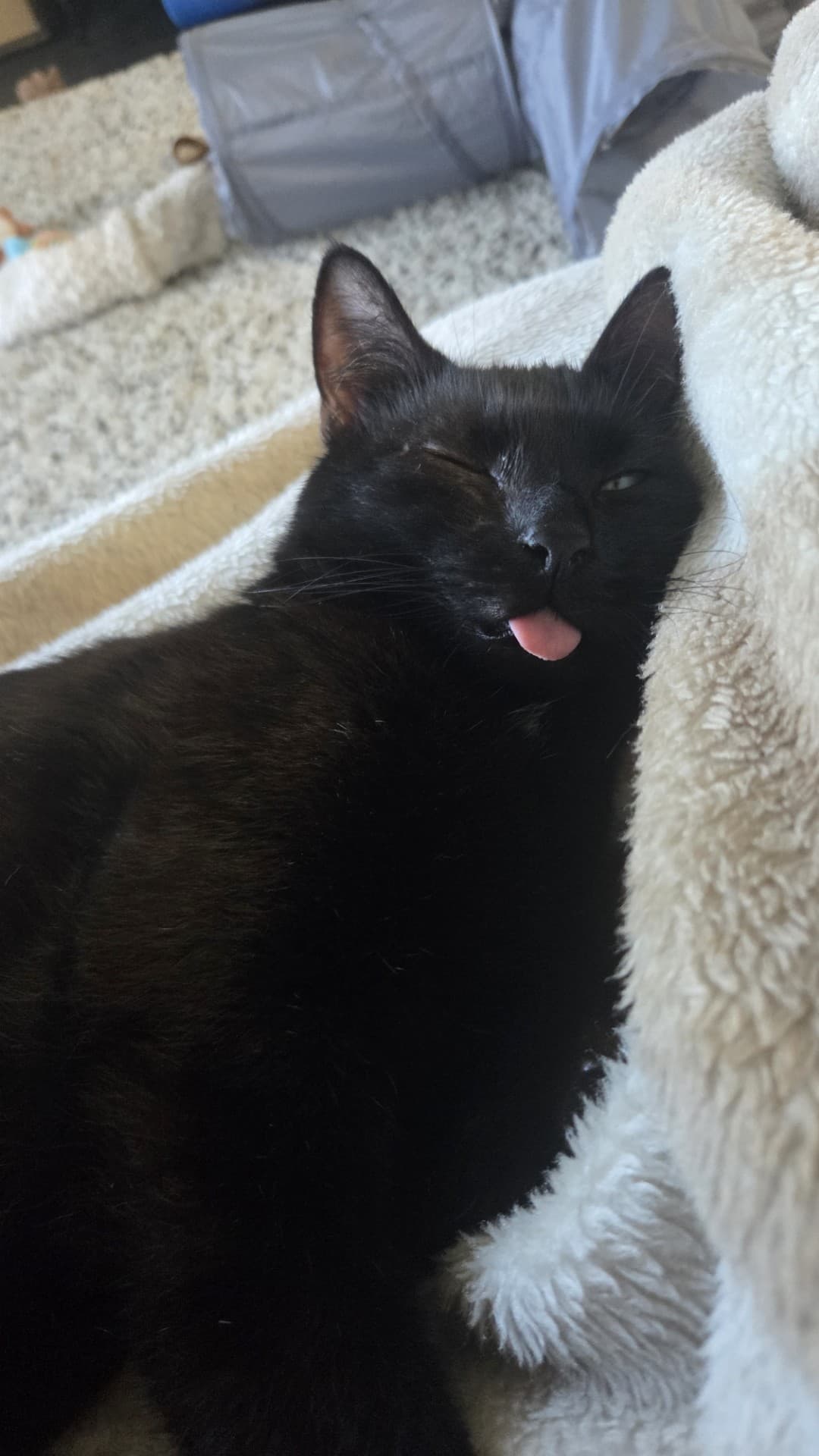 Chance - Domestic Short available for adoption in Sydney