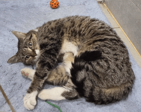 Hoodles - Domestic Short Hair cat available for adoption in Sydney