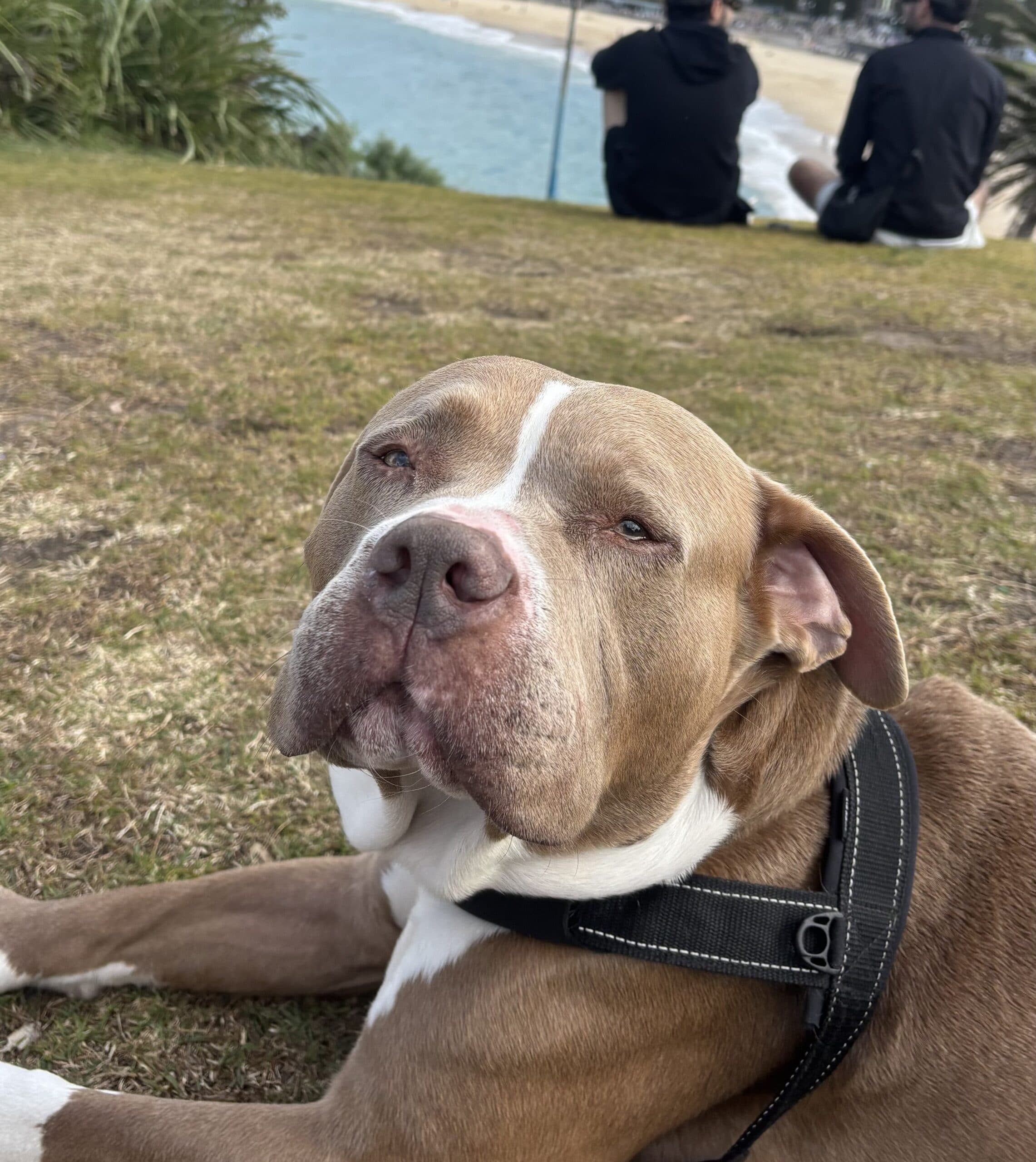 Chomp - American Staffordshire Terrier available for adoption in Sydney