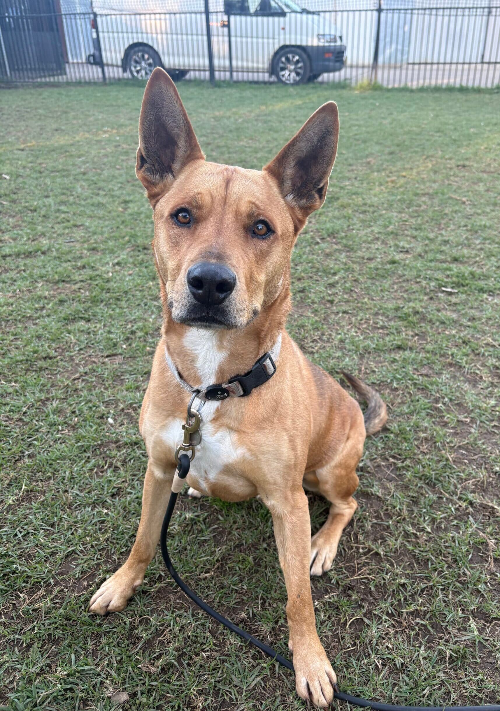 Ollie - Siberian Husky Cross available for adoption in Sydney