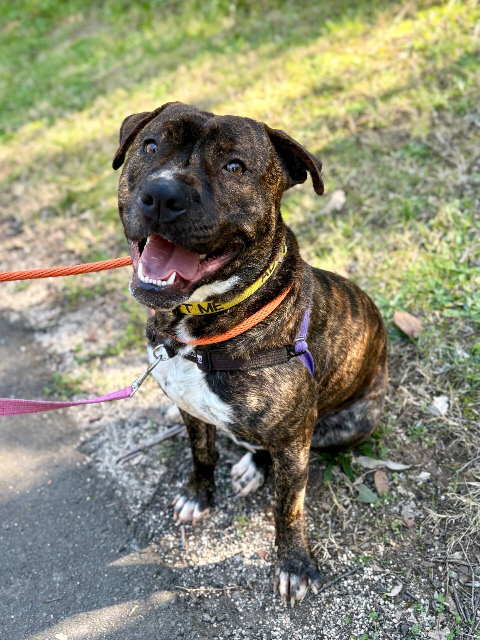 Logan - Staffordshire Terrier available for adoption in Sydney