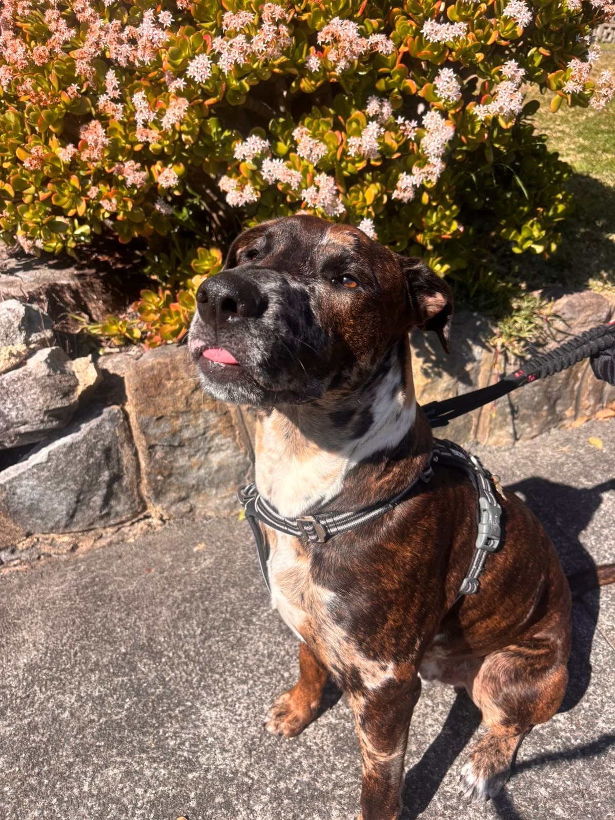 Barney - Catahoula X available for adoption in Sydney