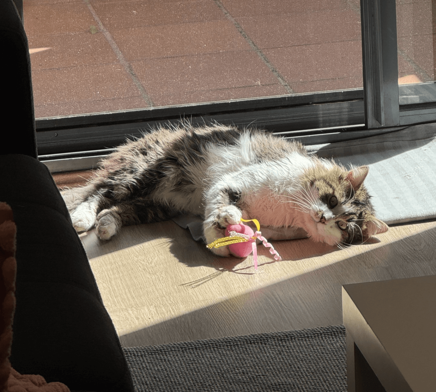 Ash - DMH cat available for adoption in Sydney