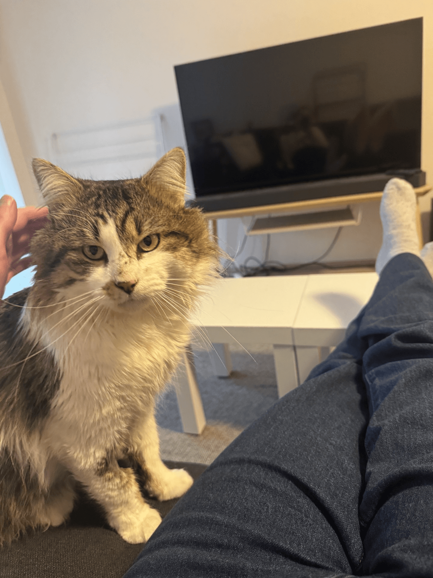 Ash - DMH cat available for adoption at Sydney Dogs and Cats Home in Sydney