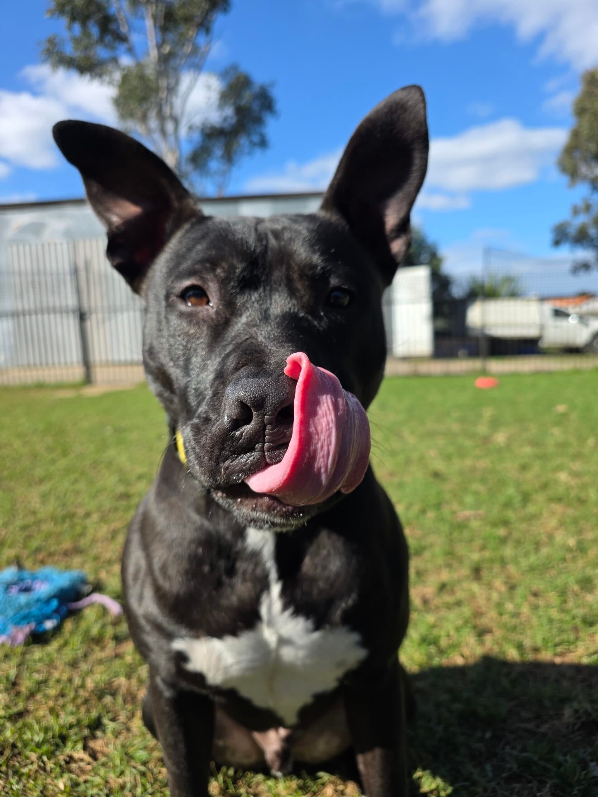 Dr Spock - English Staffordshire Terrier available for adoption in Sydney