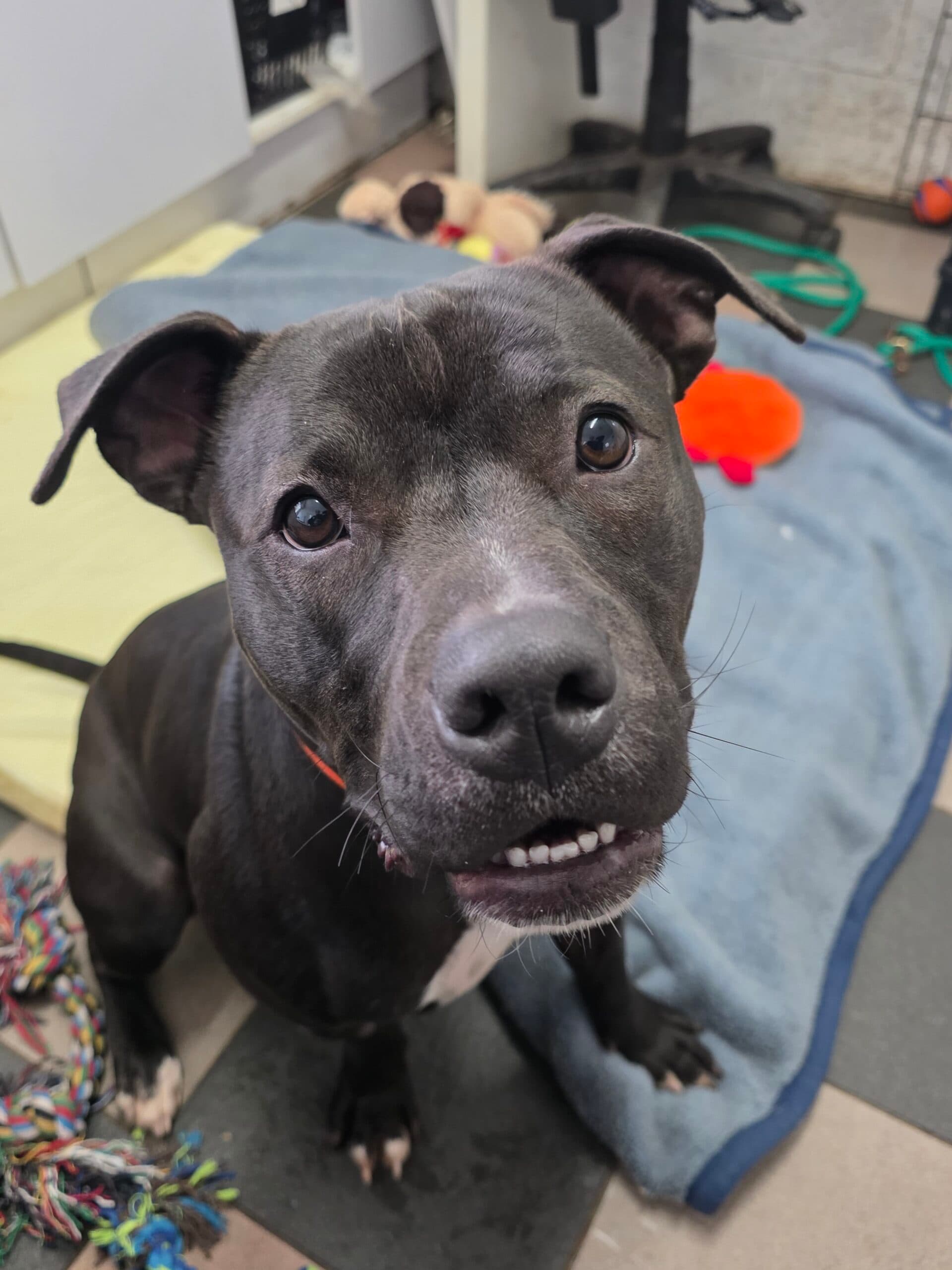 Buttercup - English Staffordshire Terrier available for adoption in Sydney