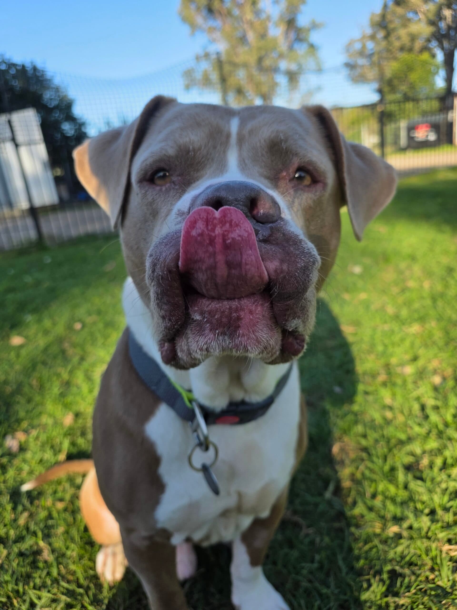 Chomp - American Staffordshire Terrier available for adoption in Sydney