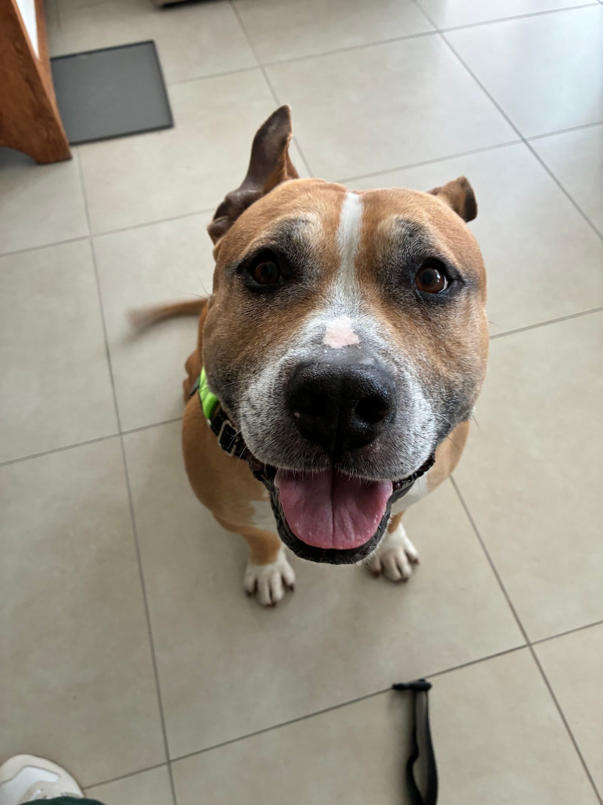 Coco - Staffordshire Terrier available for adoption in Sydney