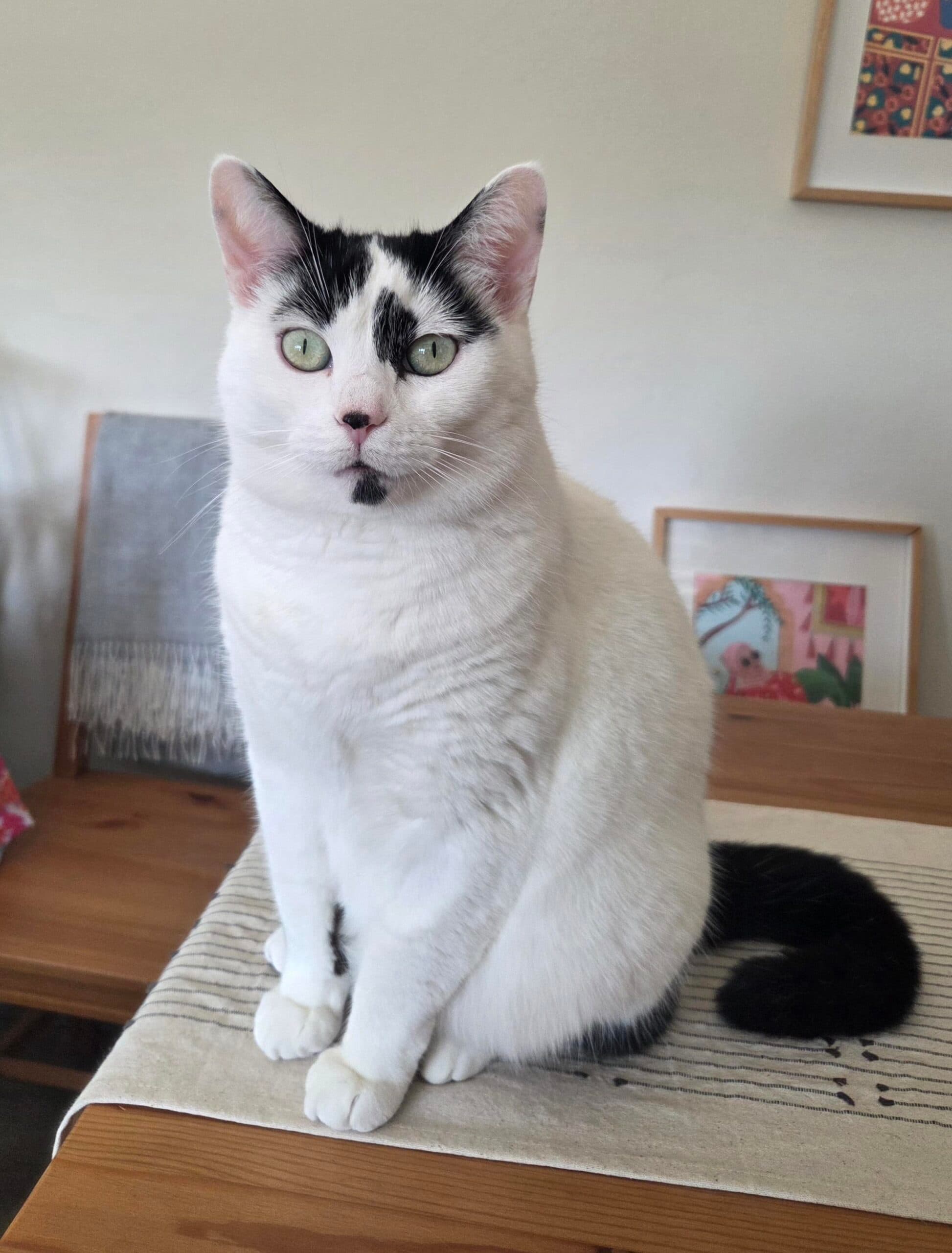 Bella - Domestic Short Hair cat available for adoption at Sydney Dogs and Cats Home in Sydney