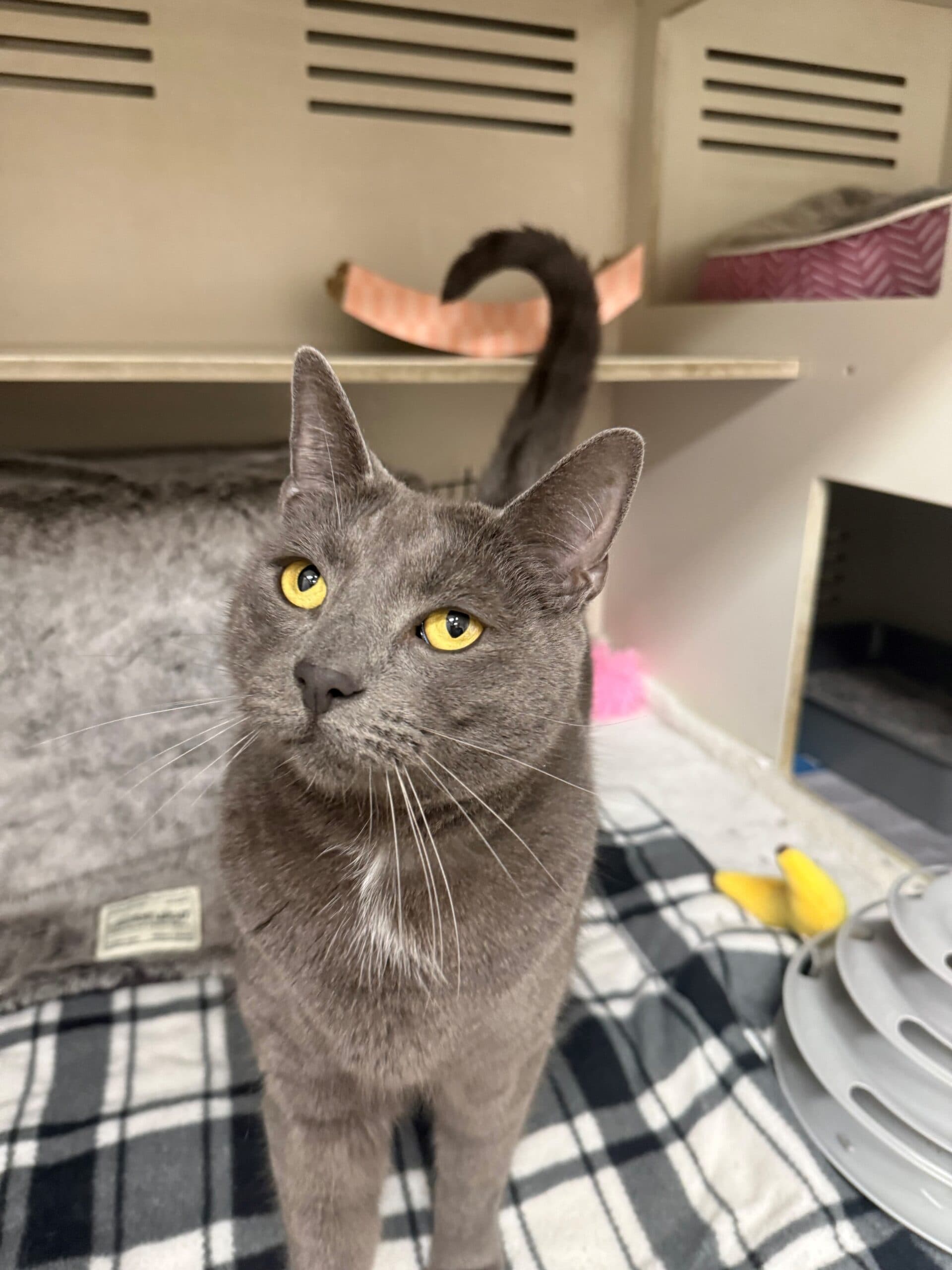 Luke - Domestic Short Hair available for adoption in Sydney