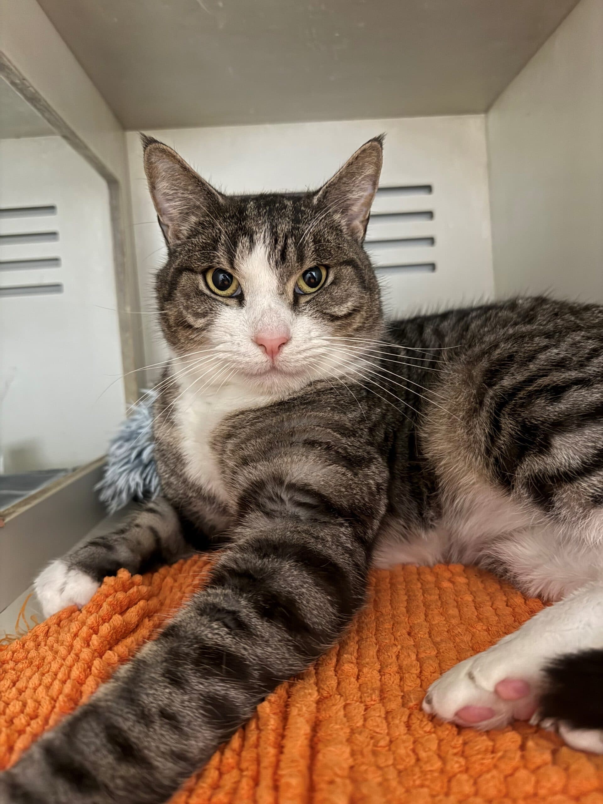 Pork Bun - Domestic Short Hair cat available for adoption in Sydney
