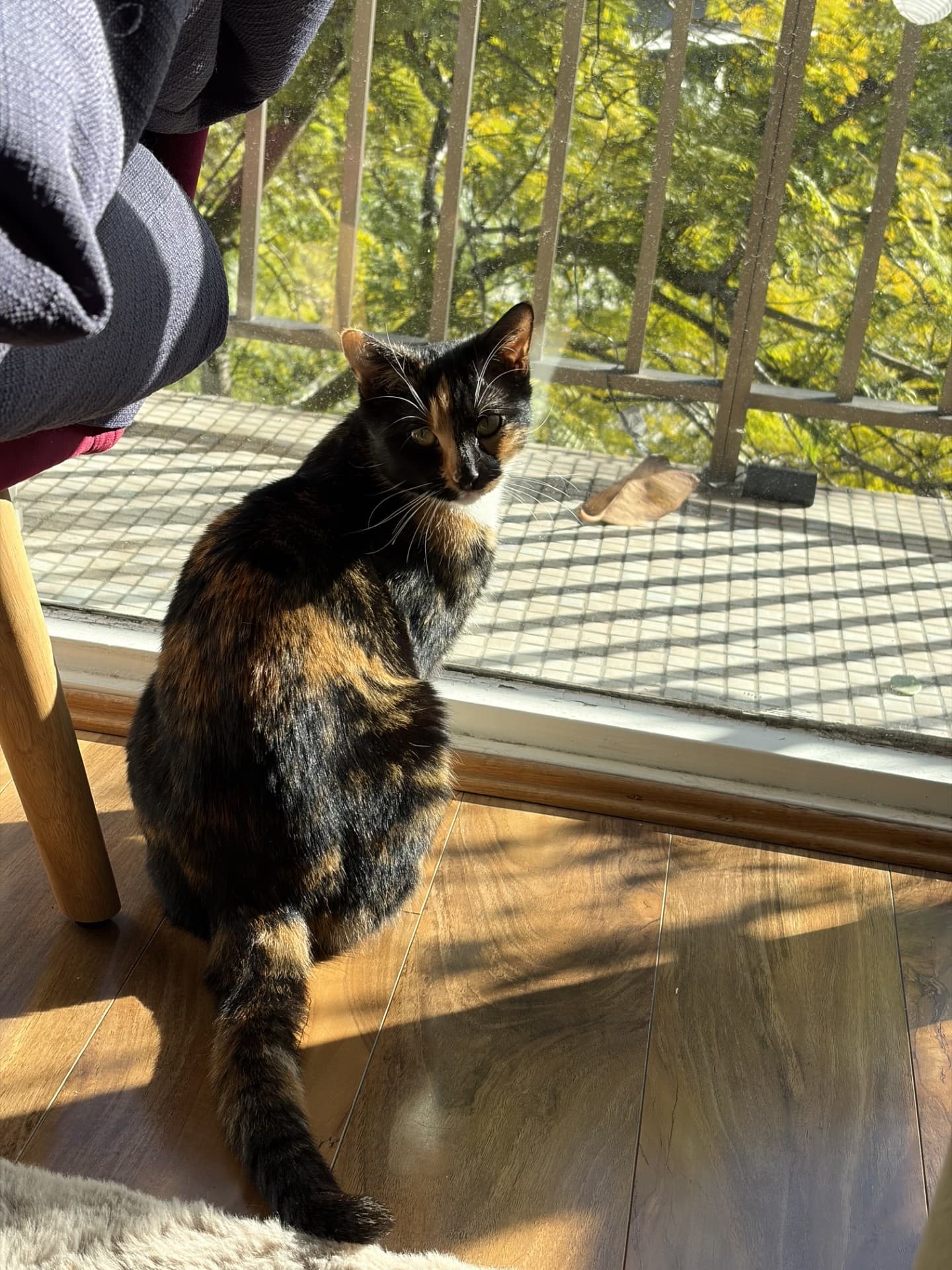 Darcy - DSH cat available for adoption in Sydney