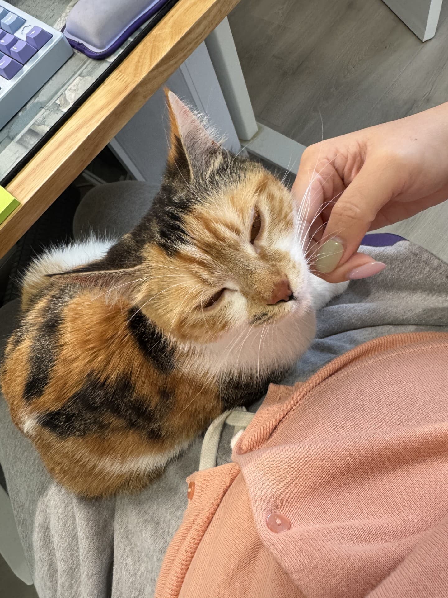 Naila - DSH cat available for adoption at Sydney Dogs and Cats Home in Sydney