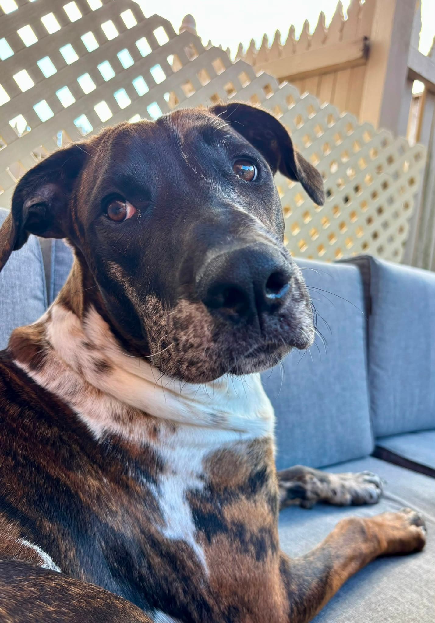 Barney - Catahoula X available for adoption in Sydney