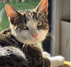 Cleo - Domestic Short hair cat available for adoption at Sydney Dogs and Cats Home in Sydney