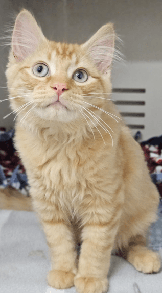 Ned *Meet me at Petstock Kingsford - Domestic Short Hair cat available for adoption at Sydney Dogs and Cats Home in Sydney