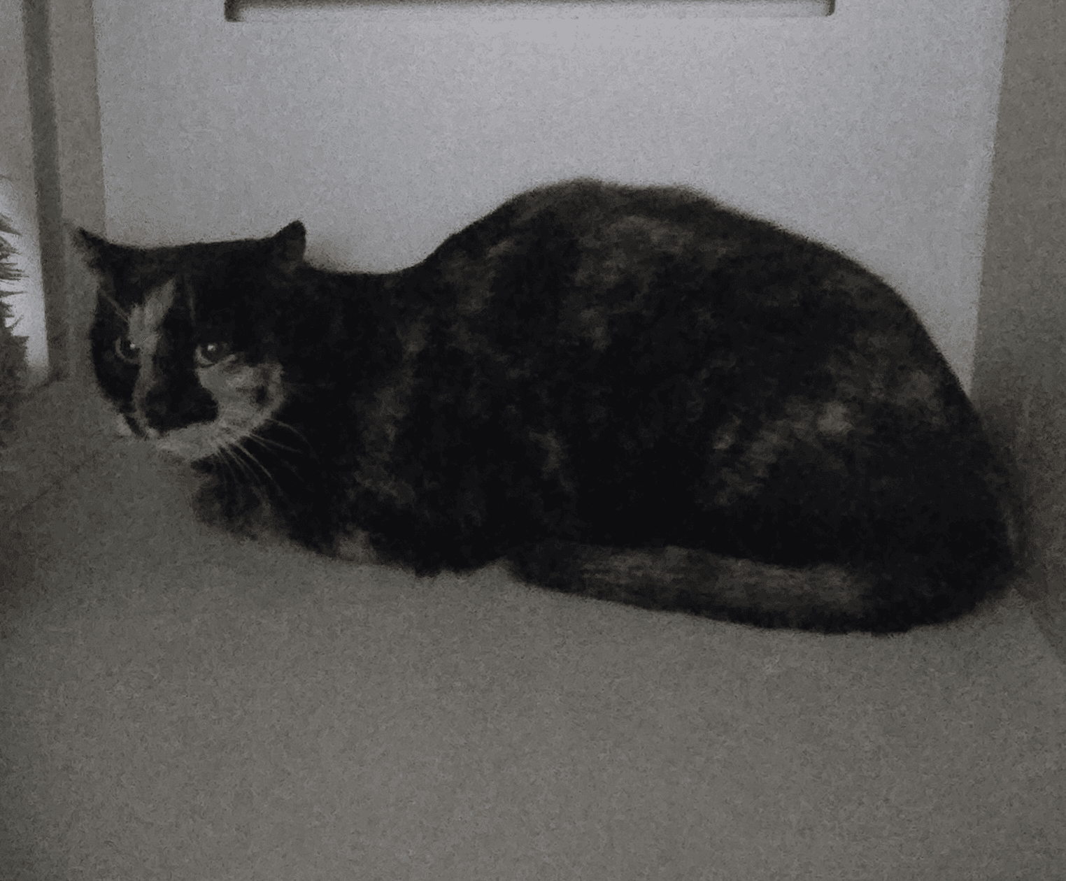 Darcy - DSH cat available for adoption in Sydney