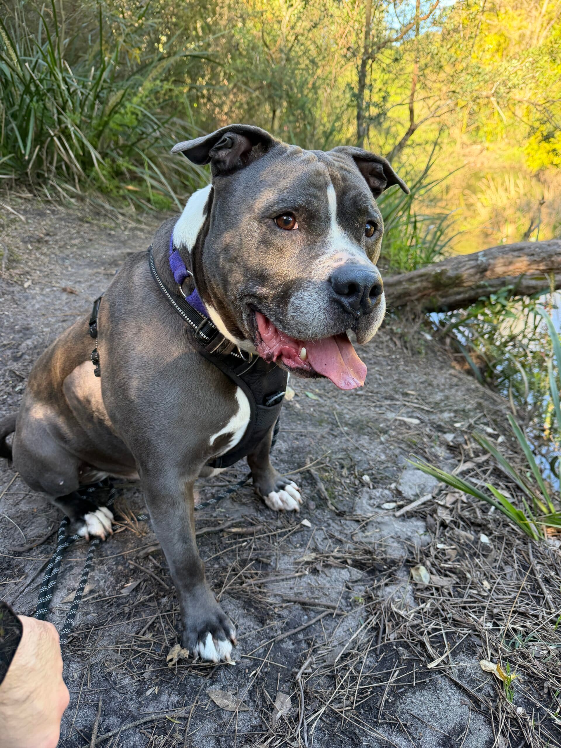 Archie - Staffordshire Terrier available for adoption in Sydney