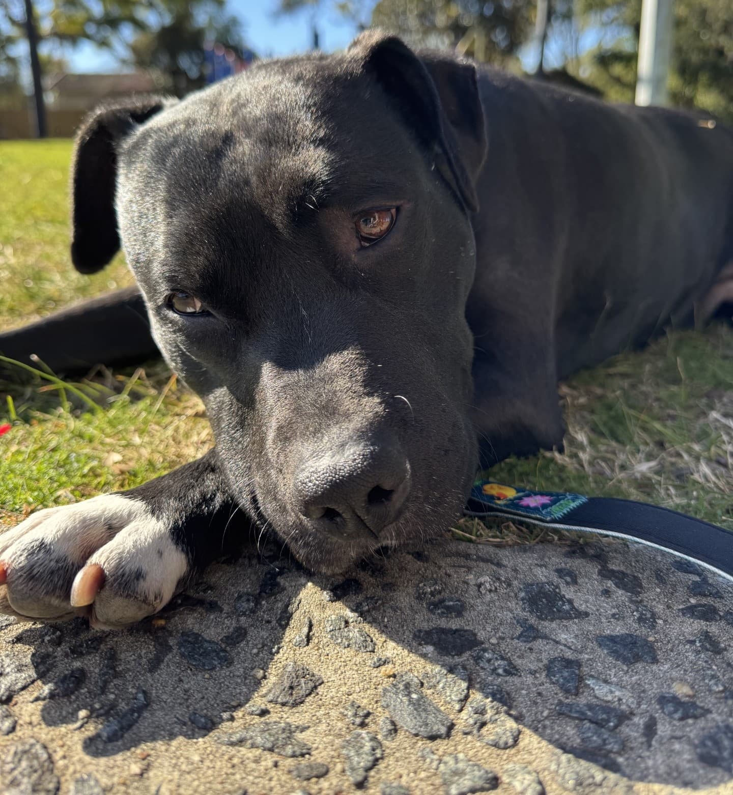 Kitty - English Staffordshire Terrier available for adoption in Sydney