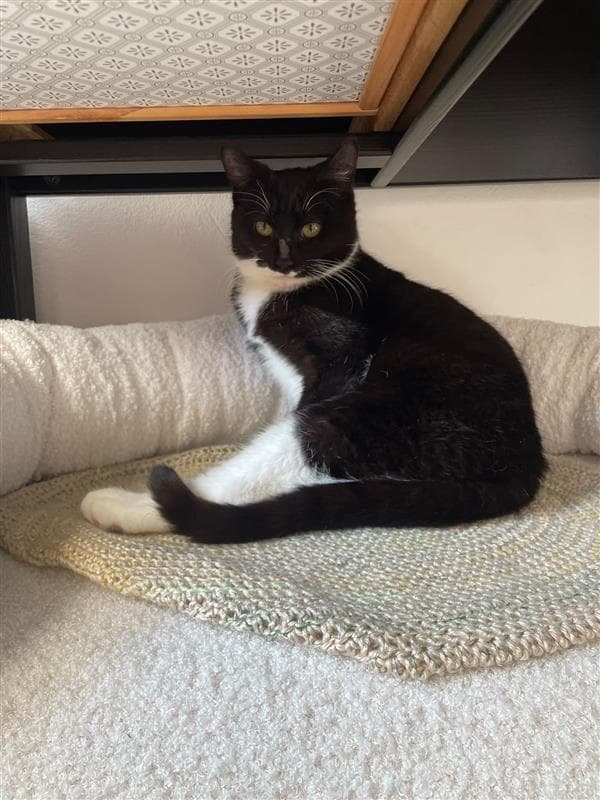 Nori - Domestic Short Hair cat available for adoption at Sydney Dogs and Cats Home in Sydney