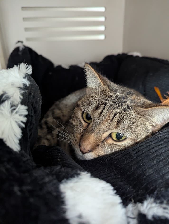 Tiny Whiney - DSH cat available for adoption in Sydney