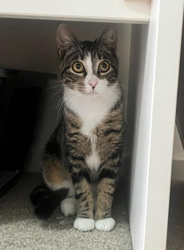 Yoshi - Domestic Short Hair cat available for adoption at Sydney Dogs and Cats Home in Sydney