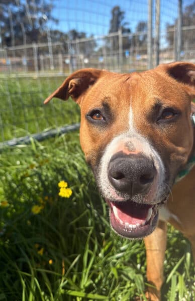 Bear - Staffordshire Bull Terrier available for adoption in Sydney