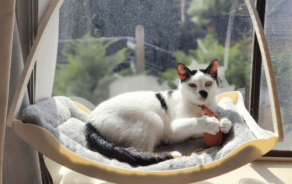 Luna - DSH cat available for adoption at Sydney Dogs and Cats Home in Sydney