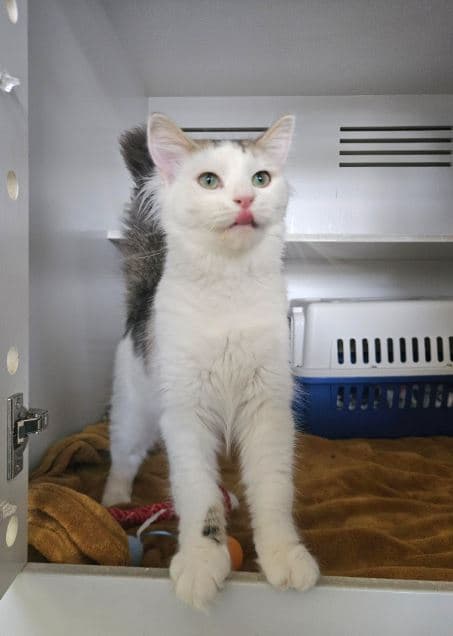 Sally - Domestic Long Hair cat available for adoption at Sydney Dogs and Cats Home in Sydney