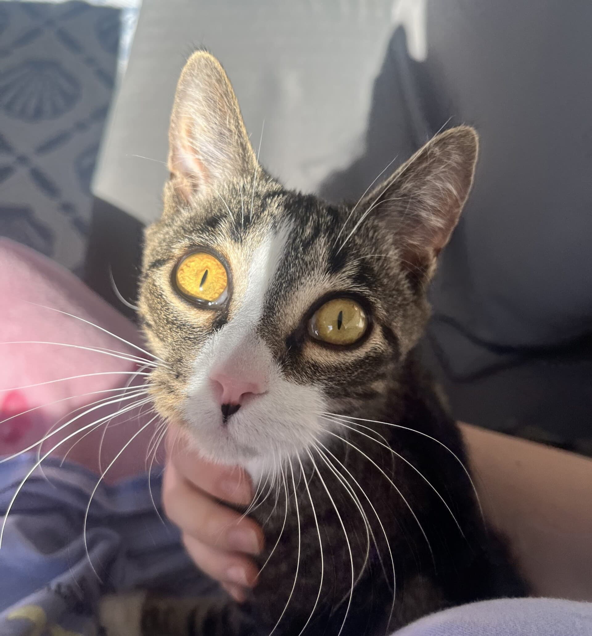 Yoshi - Domestic Short Hair cat available for adoption at Sydney Dogs and Cats Home in Sydney