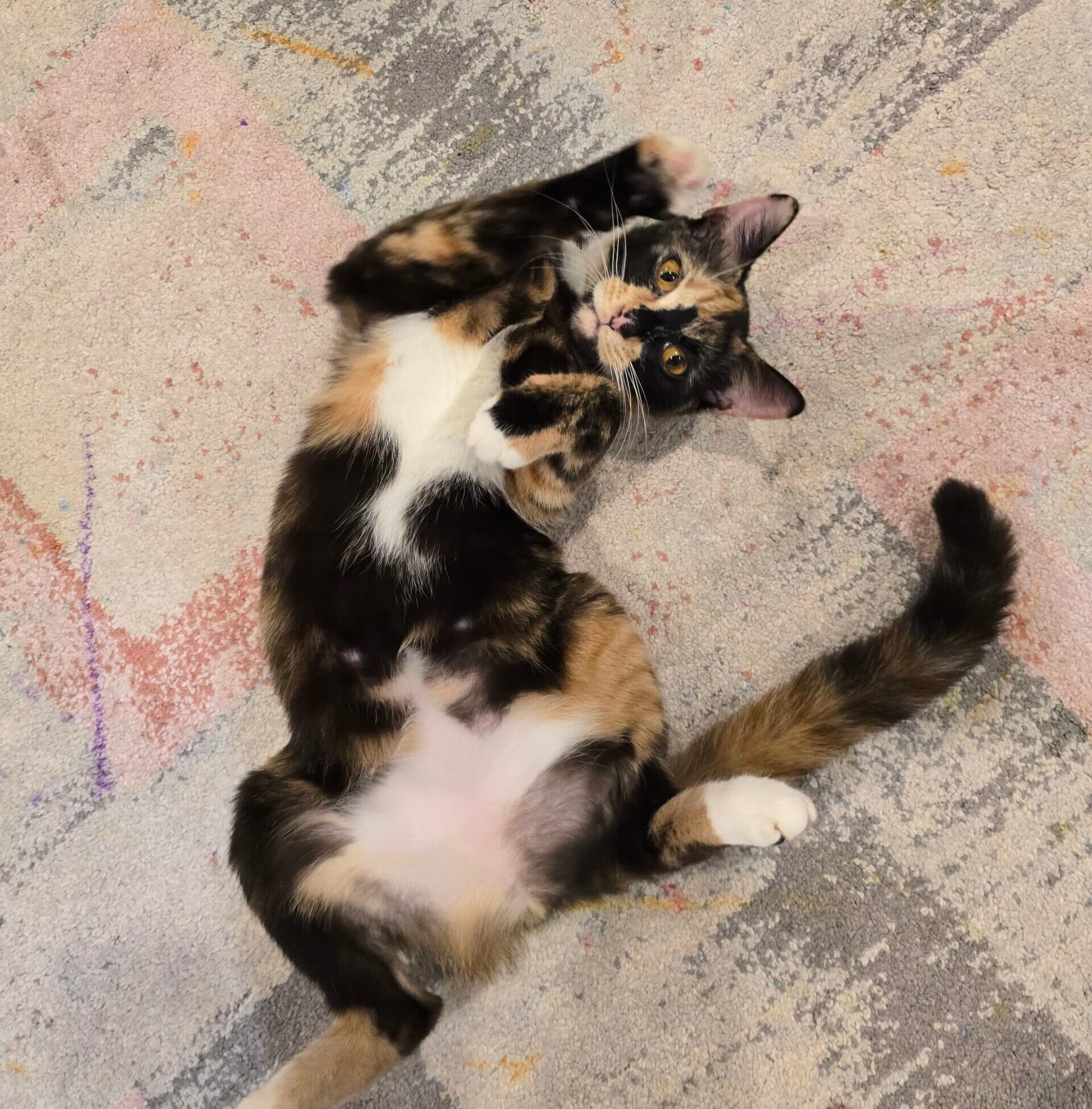 Andi - DSH cat available for adoption at Sydney Dogs and Cats Home in Sydney