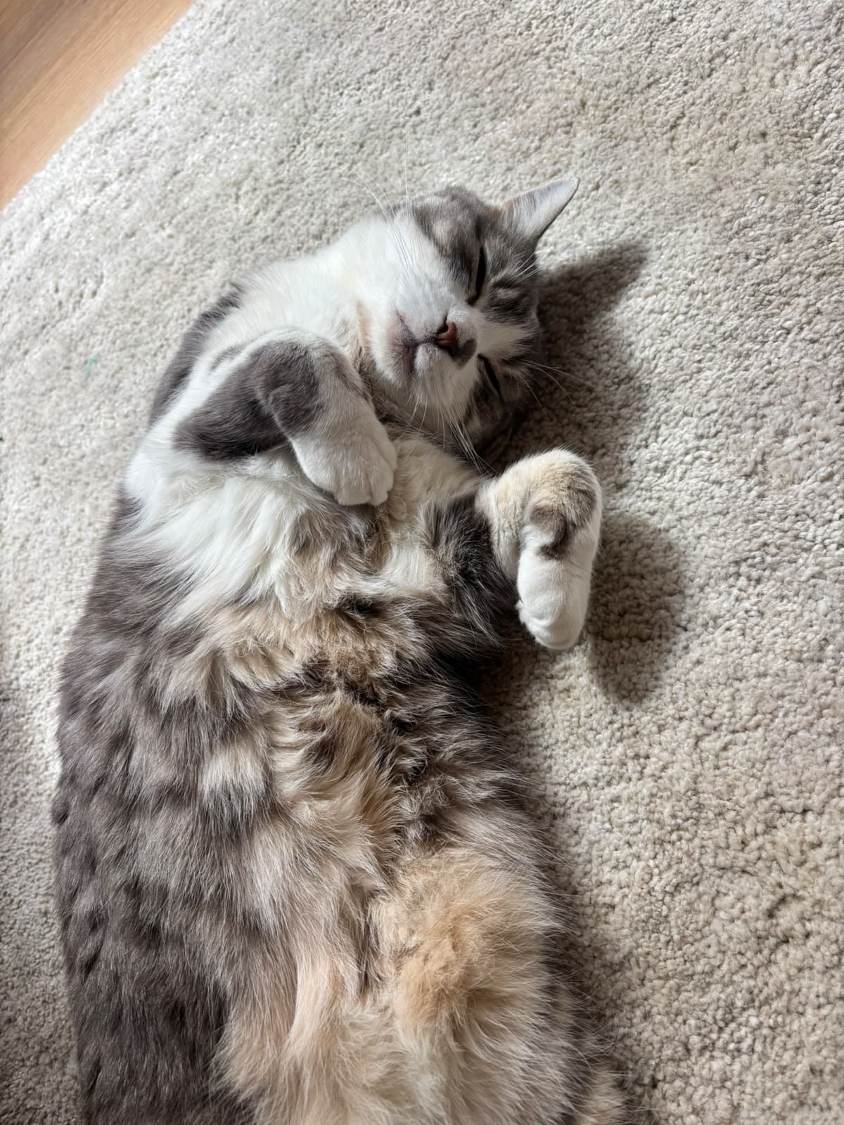 Rain - DSH cat available for adoption at Sydney Dogs and Cats Home in Sydney