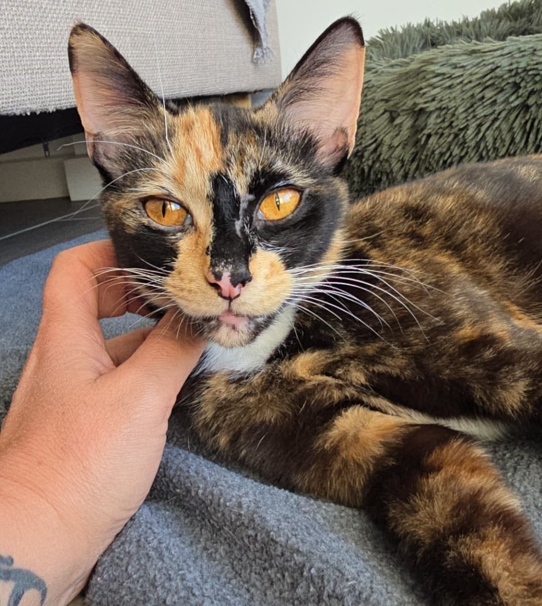 Andi - DSH cat available for adoption at Sydney Dogs and Cats Home in Sydney