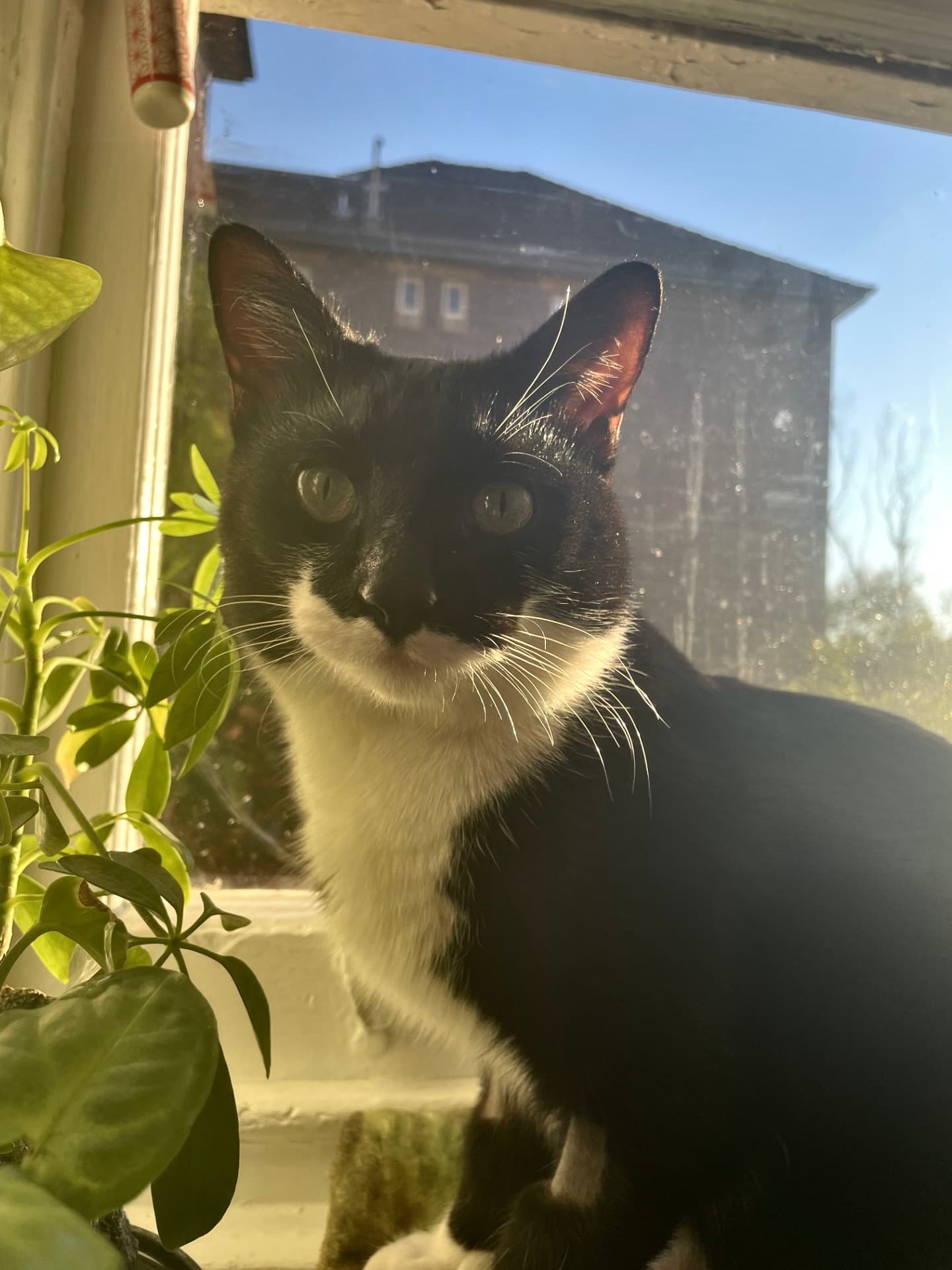 Felix - Domestic Short Hair cat available for adoption at Sydney Dogs and Cats Home in Sydney