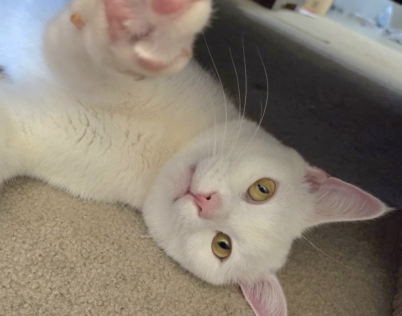 Mozzarella - Domestic Short Hair available for adoption in Sydney