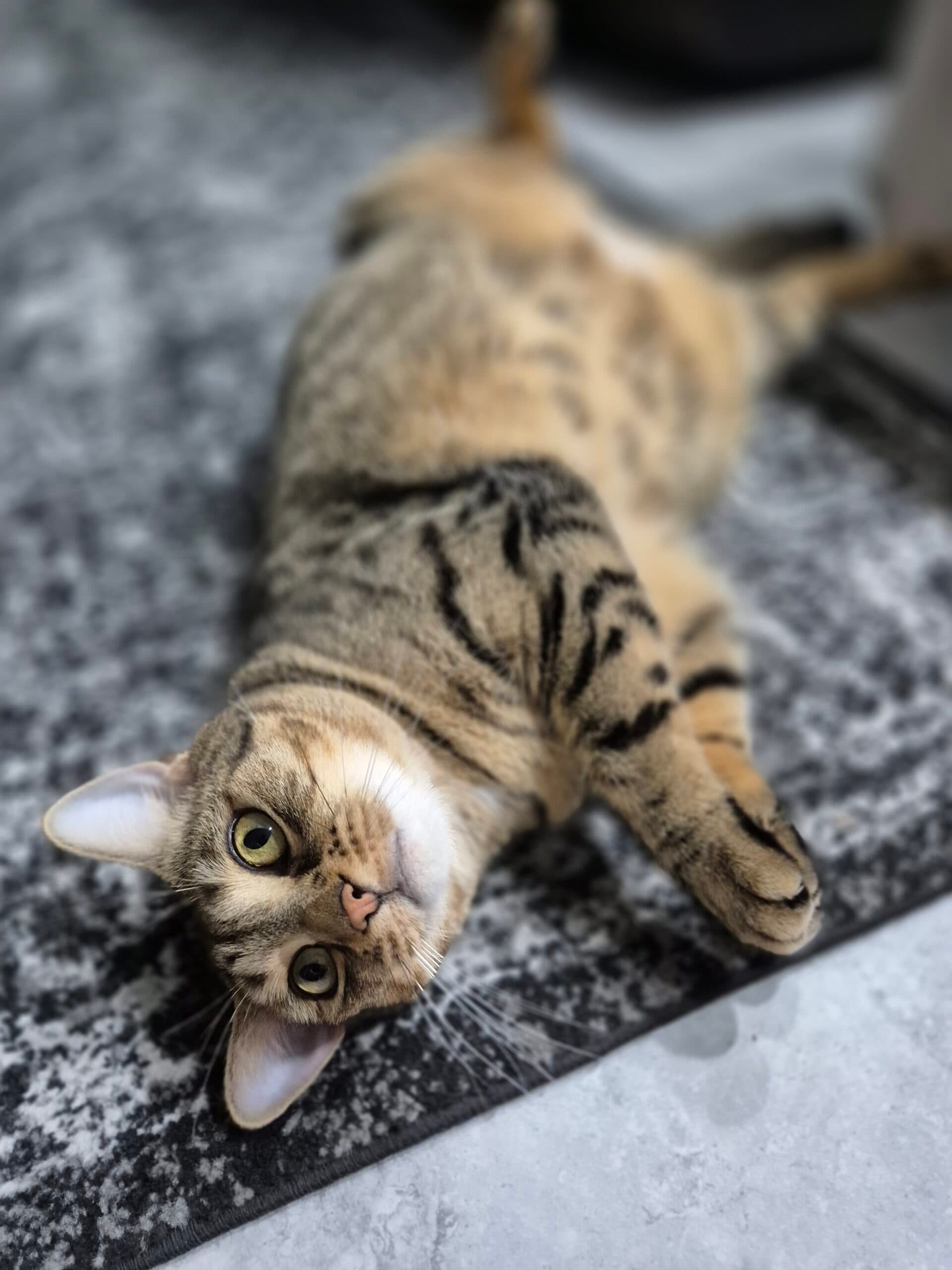 Nala - Domestic Short Hair available for adoption in Sydney