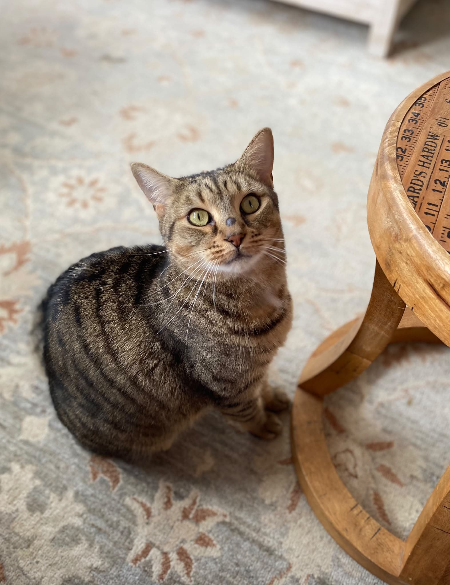 Nala - Domestic Short Hair available for adoption in Sydney