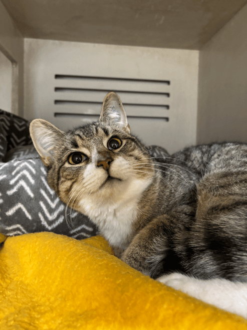 Billie - DSH cat available for adoption at Sydney Dogs and Cats Home in Sydney