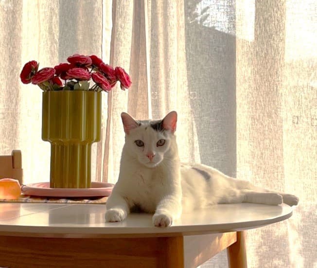 Earl Grey - Domestic Short Hair cat available for adoption at Sydney Dogs and Cats Home in Sydney