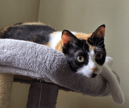 Saffron - DSH cat available for adoption at Sydney Dogs and Cats Home in Sydney