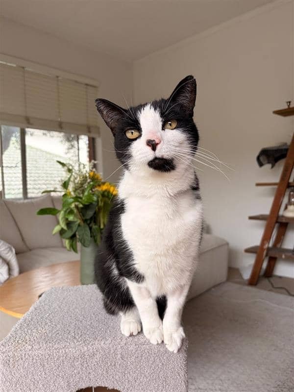 Ace - Domestic Short Hair cat available for adoption at Sydney Dogs and Cats Home in Sydney