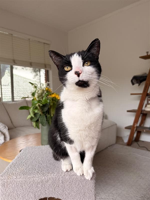 Ace - Domestic Short Hair available for adoption in Sydney