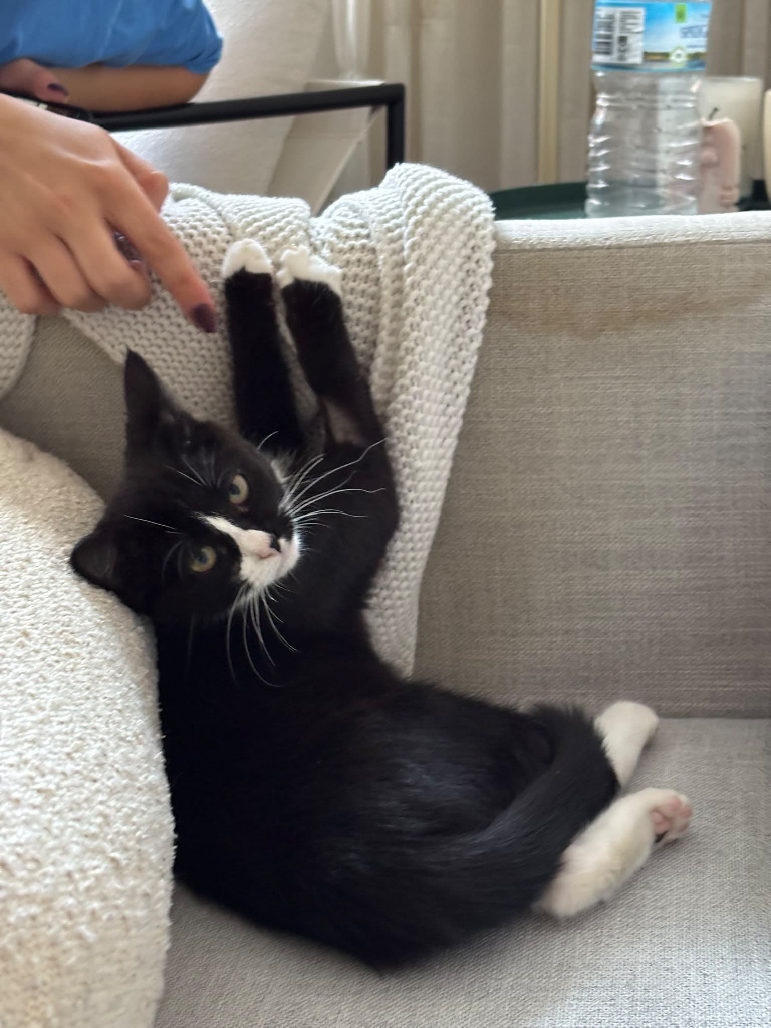 Domino - DSH cat available for adoption at Sydney Dogs and Cats Home in Sydney